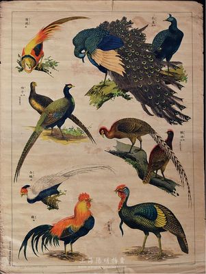 明治卅四年（1901年）東京造畫館制鳥類圖，繪有雌雄孔雀、雄錦雞、雌雄雉子、雌雄鸐雉、雄白鷴、雄雞、雄七面鳥，色彩鮮艷，印制精美，敬請預覽