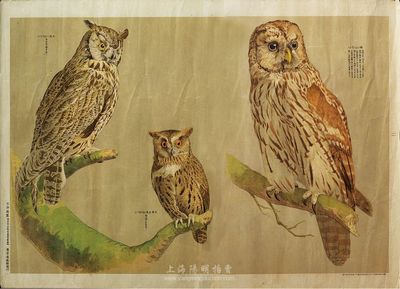 明治時代東京造畫館制鷹圖，三只貓頭鷹列于畫面中，造型各異，目光炯炯有神，印制精美，保存完好，敬請預覽
