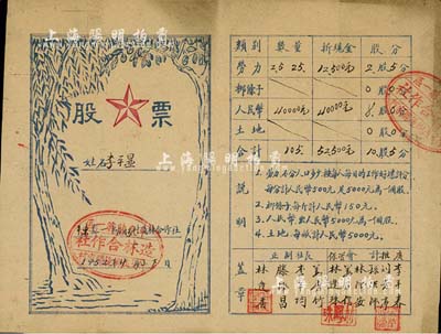 1952年平東縣第一區仲戈庒鄉后滕家村造林合作社股票，10股5分折合現金52500元，此股票以勞力、柳條子、人民幣、土地4種類別折股，內容極為特殊；平東縣，原由山東解放區于1940年9月析平度縣東部區域置，1953年7月撤銷，并入平度縣；少見，七五成新