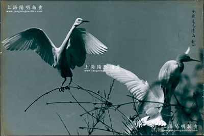 著名攝影大師郎靜山“雙鶴”攝影作品1張，尺寸501×334mm，其上題有“子源道光清品”字樣；郎靜山為中國最早的攝影記者，運用繪畫技巧與攝影暗房曝光的交替重疊，創(chuàng)立“集錦攝影”藝術(shù)，在世界攝壇上獨樹一幟，被評選為“攝影術(shù)誕生180年180人”之一；保存甚佳，敬請預覽